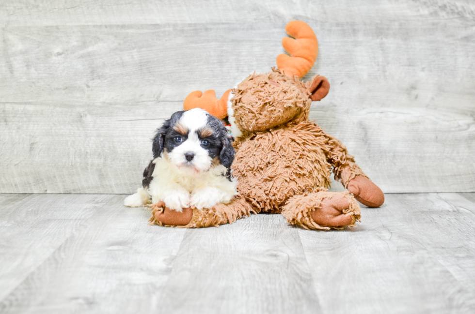 Cavapoo Puppy for Adoption