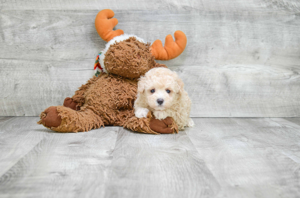 Maltipoo Puppy for Adoption