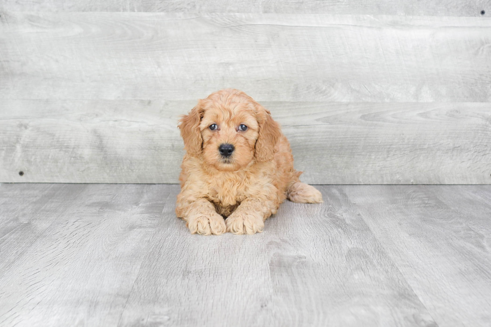 Mini Goldendoodle Pup Being Cute