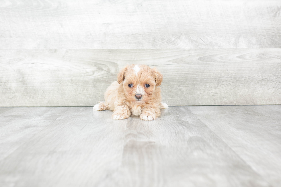 Best Maltipoo Baby