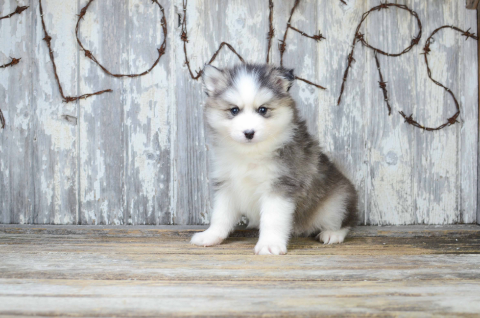 Playful Mini Husky Designer Puppy