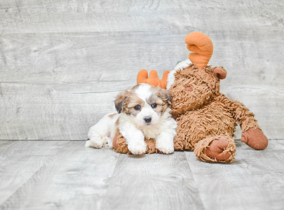 Teddy Bear Pup Being Cute