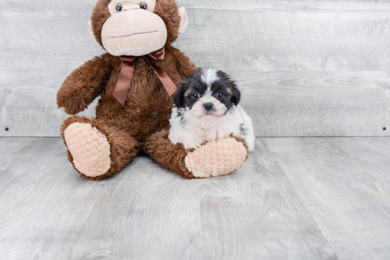 Smart Teddy Bear Designer Pup