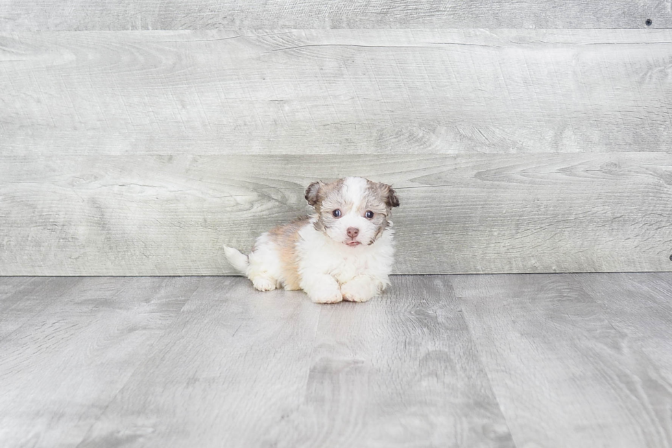 Cute Havanese Purebred Puppy