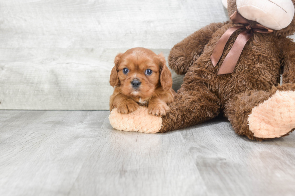 Cavalier King Charles Spaniel Pup Being Cute