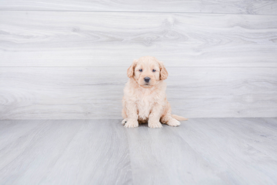 Best Mini Goldendoodle Baby