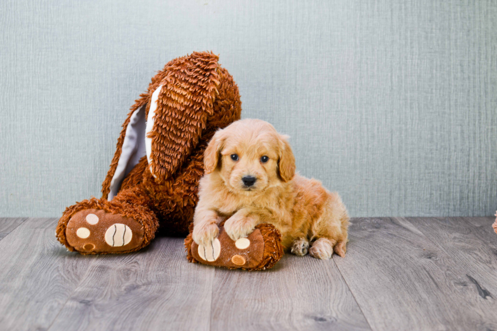 Sweet Mini Goldendoodle Baby