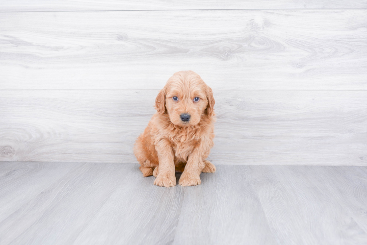Mini Goldendoodle Puppy for Adoption
