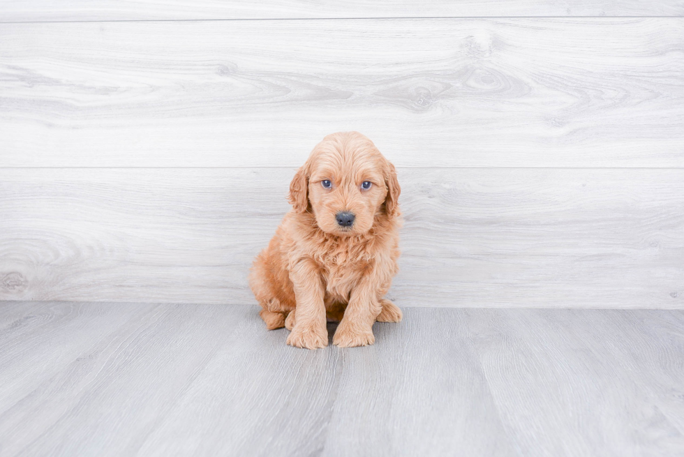 Mini Goldendoodle Puppy for Adoption