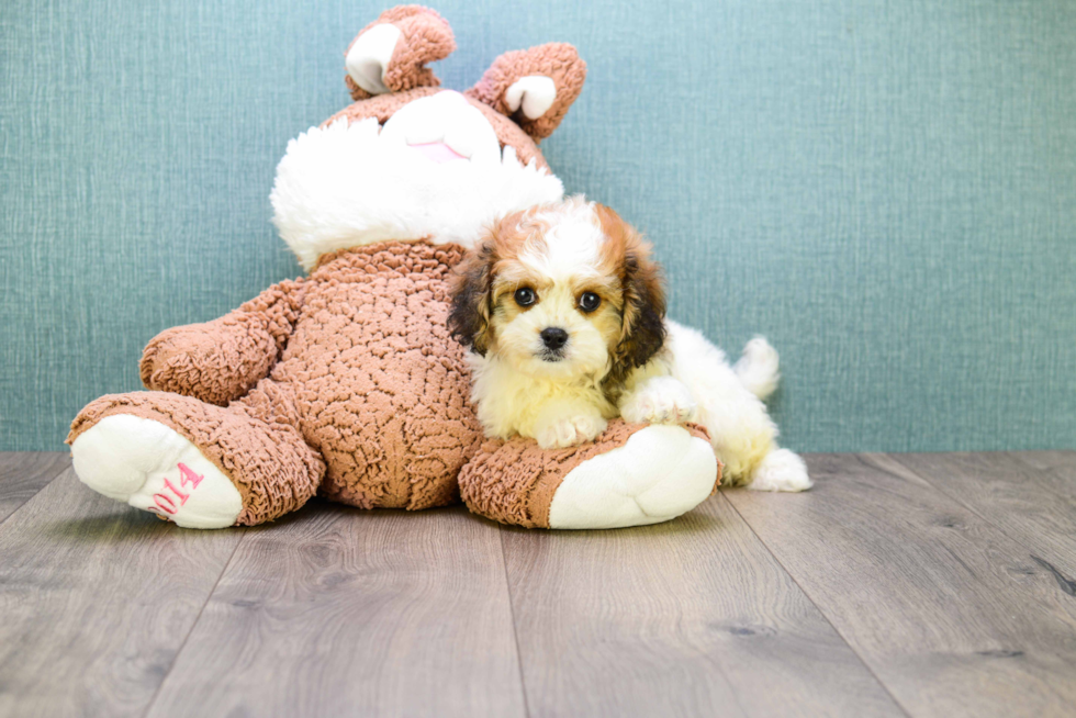 Funny Cavachon Designer Pup