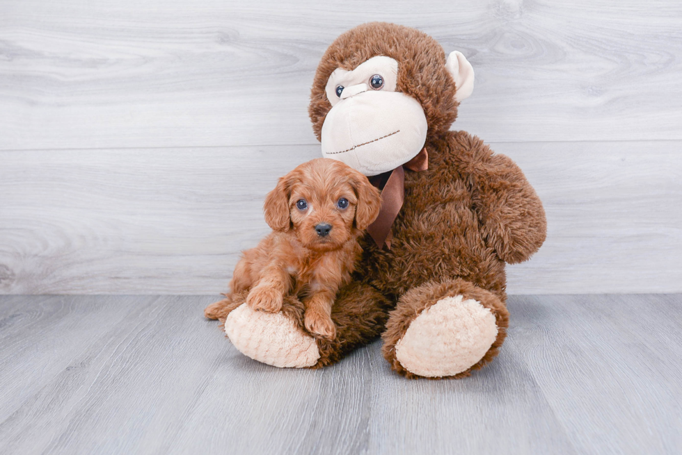 Cavapoo Pup Being Cute