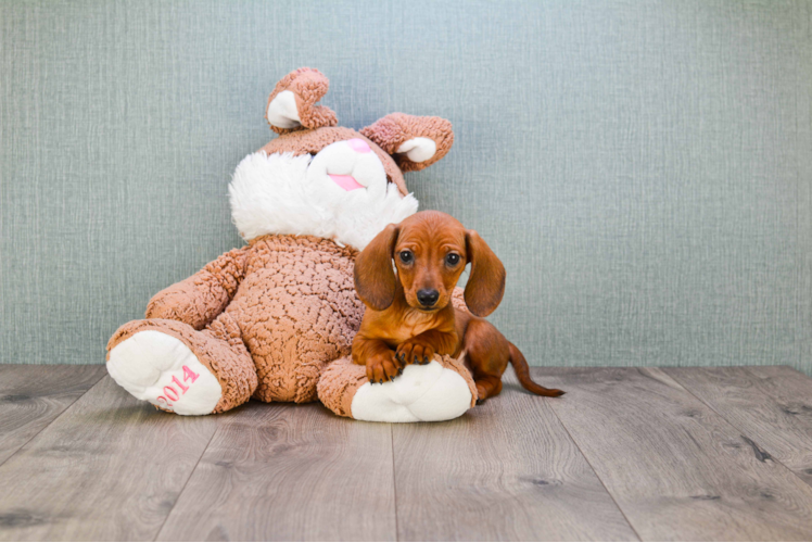 Best Dachshund Baby