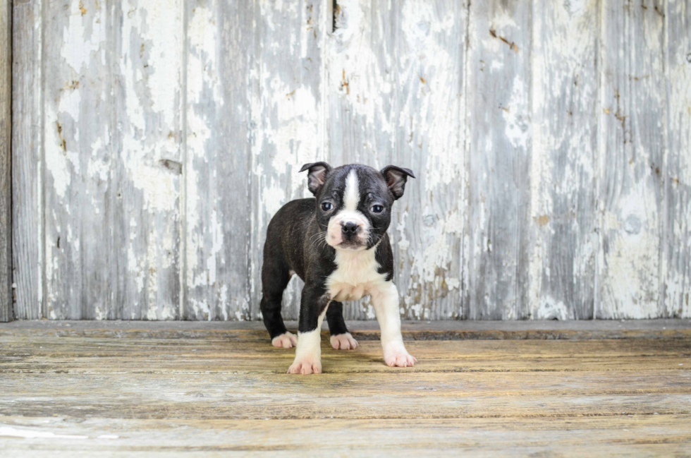 Fluffy Boston Terrier Purebred Puppy