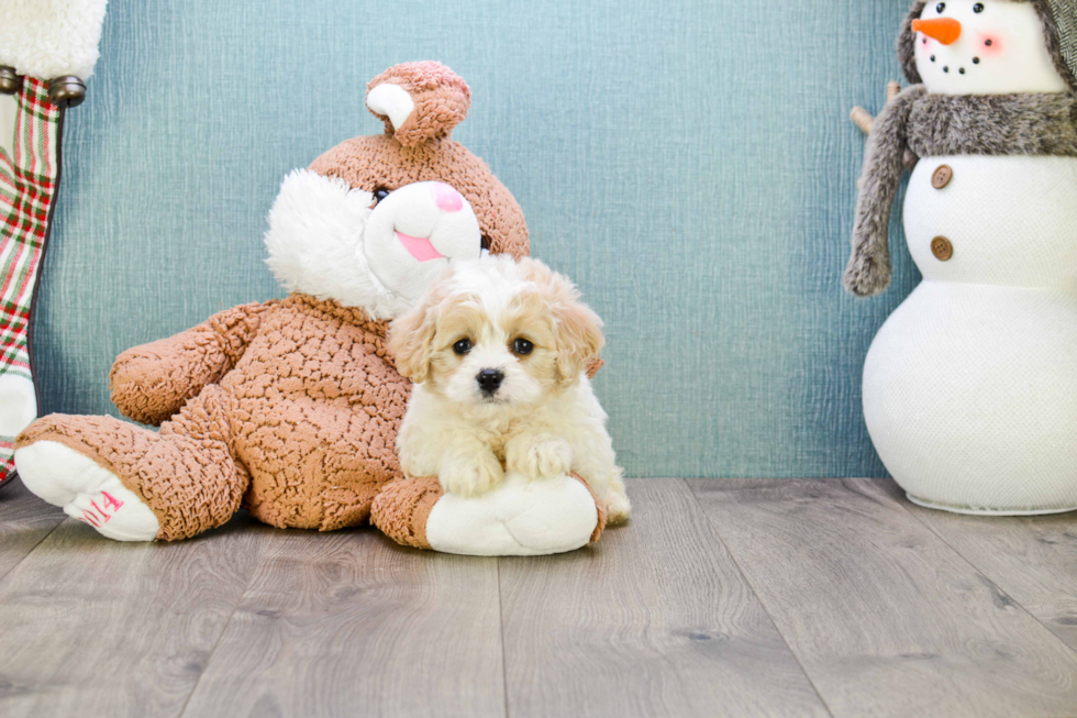 Petite Cavachon Designer Pup