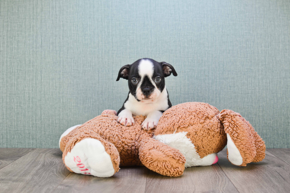 Small Boston Terrier Baby