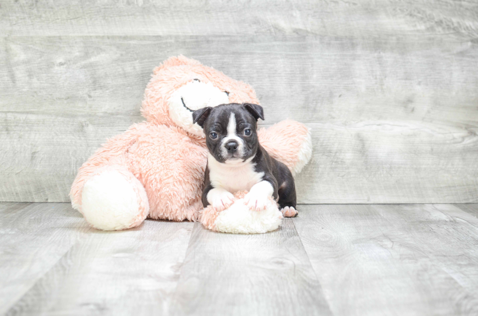 Small Boston Terrier Purebred Pup