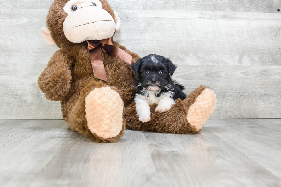 Playful Havanese Purebred Pup