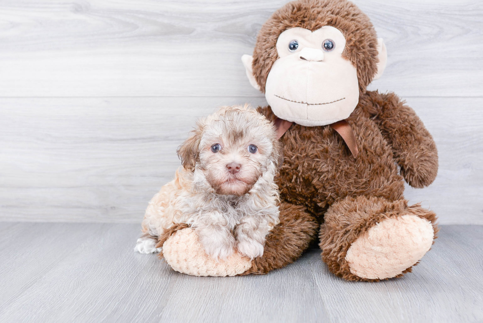Small Havanese Purebred Pup