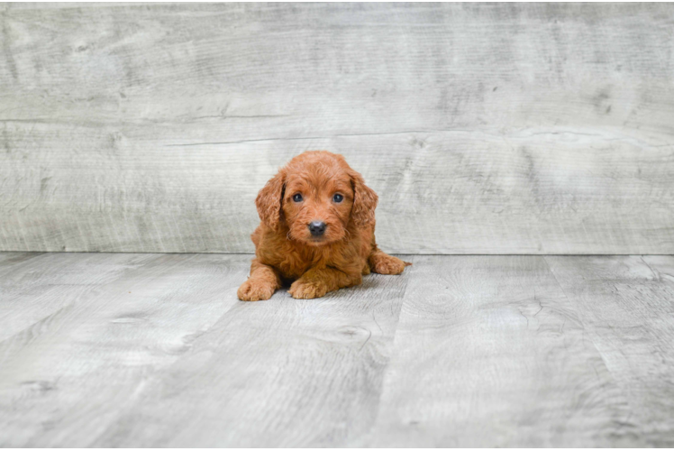 Best Mini Goldendoodle Baby