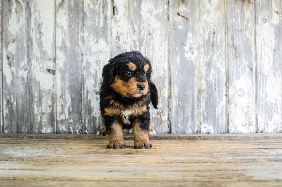 Mini Bernedoodle Pup Being Cute