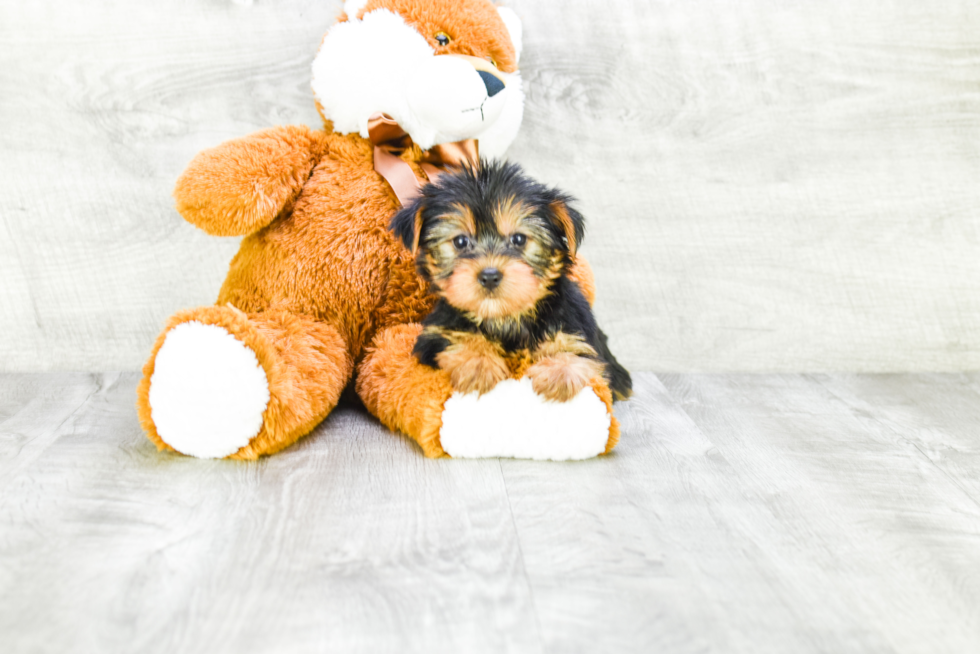 Meet Avery - our Yorkshire Terrier Puppy Photo 