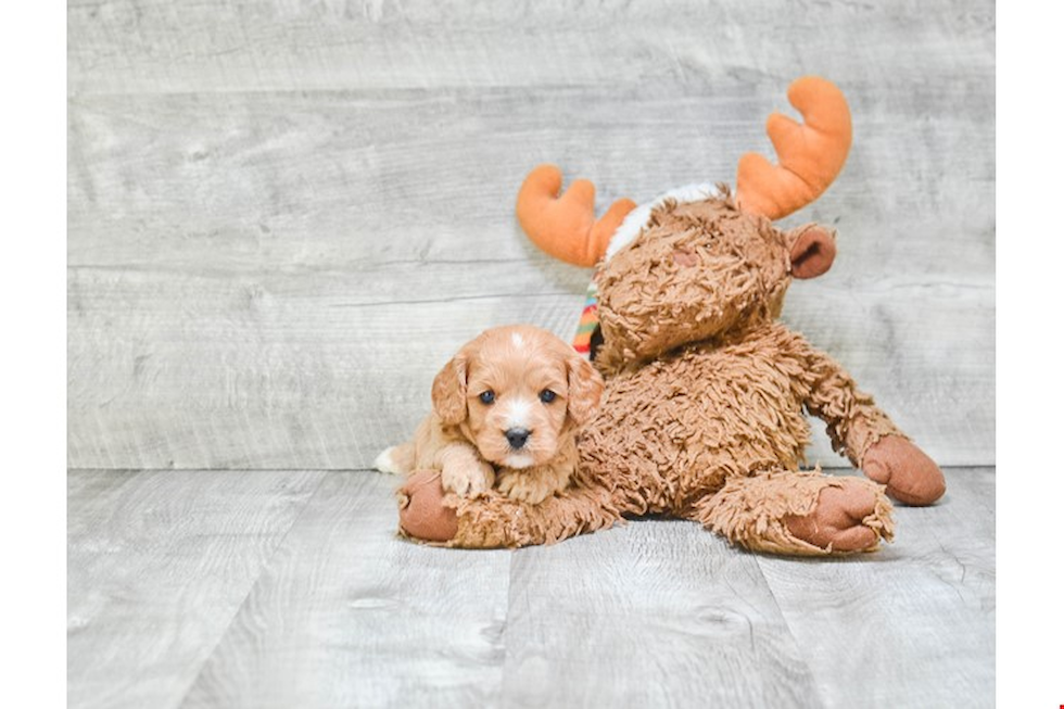 Cavapoo Puppy for Adoption