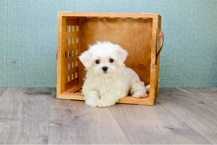 Energetic Maltese Purebred Puppy