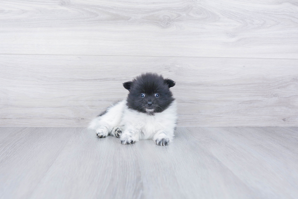 Pomeranian Pup Being Cute