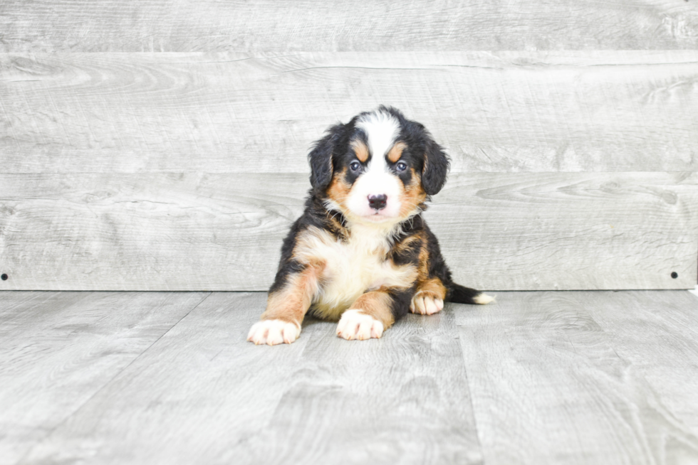 Best Mini Bernedoodle Baby