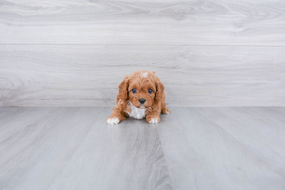 Sweet Cavapoo Baby