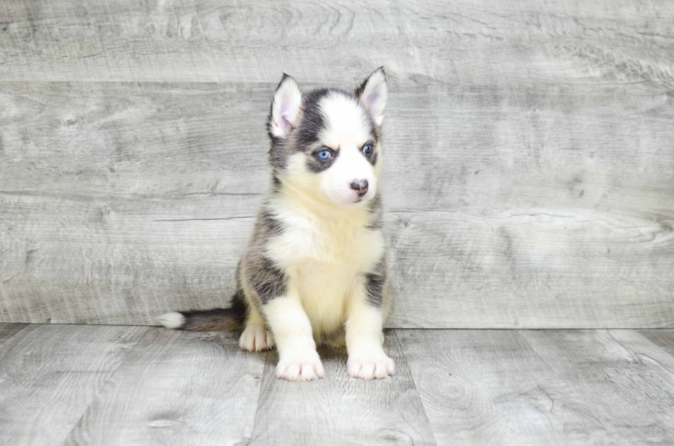 Little Mini Husky Designer Puppy