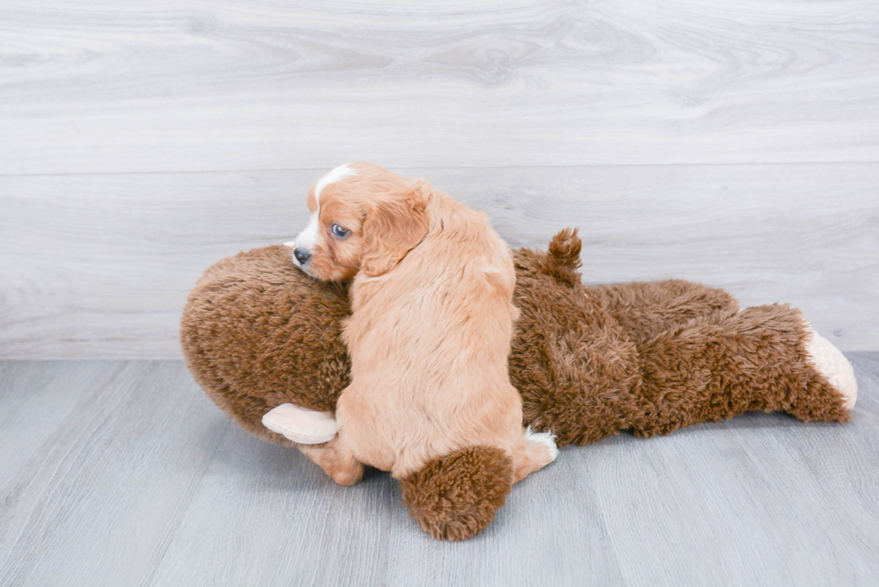 Cute Cavapoo Baby