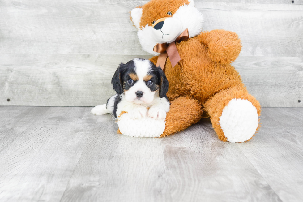 Cavalier King Charles Spaniel Pup Being Cute