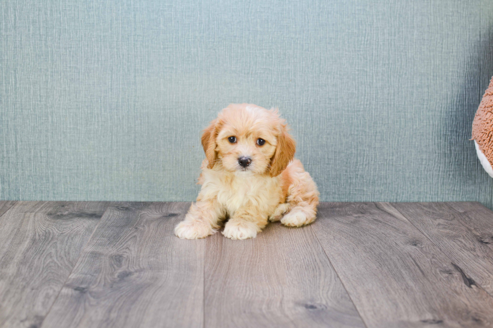 Cavachon Pup Being Cute