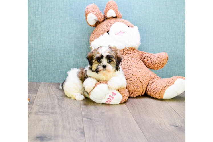 Teddy Bear Pup Being Cute