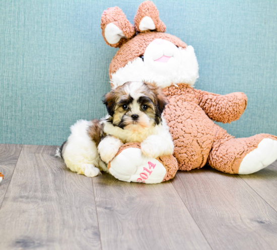 Teddy Bear Pup Being Cute