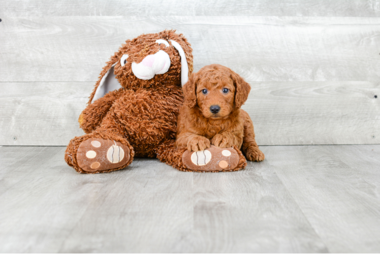 Petite Mini Goldendoodle Poodle Mix Pup