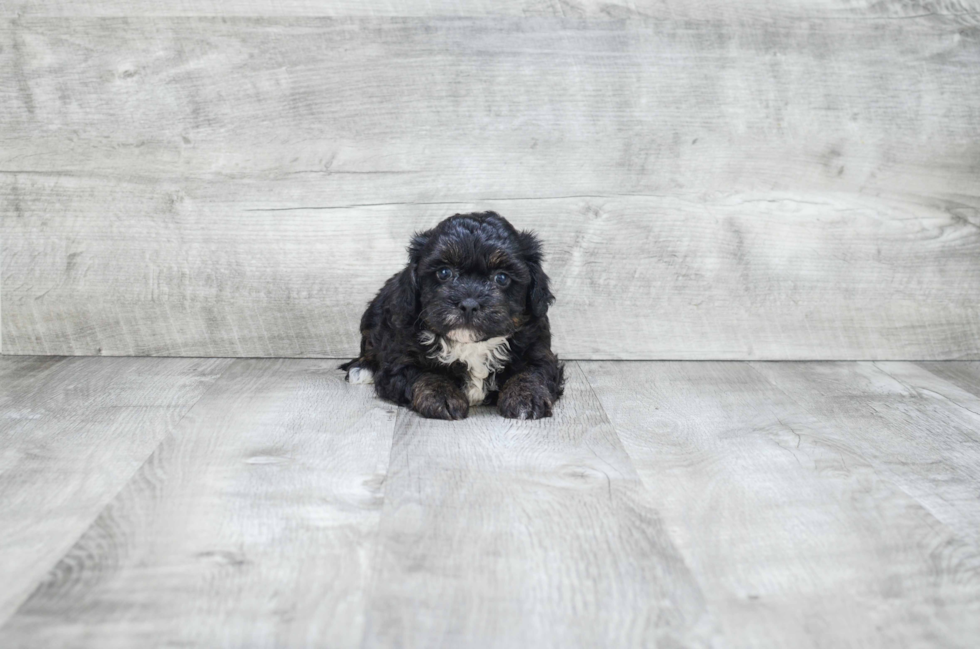 Yorkie Poo Pup Being Cute