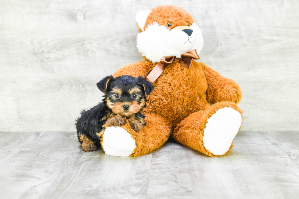 Meet Twinkle - our Yorkshire Terrier Puppy Photo 