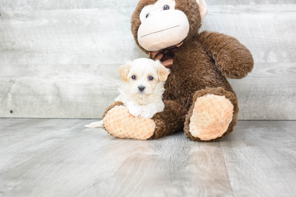 Best Maltipoo Baby