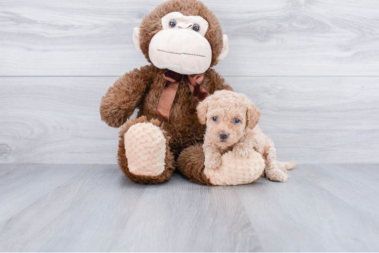 Cavapoo Puppy for Adoption