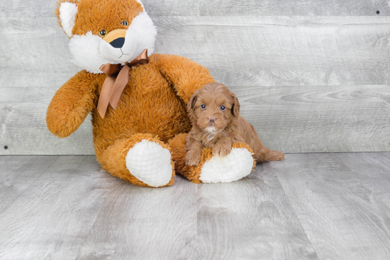 Hypoallergenic Cavoodle Poodle Mix Puppy