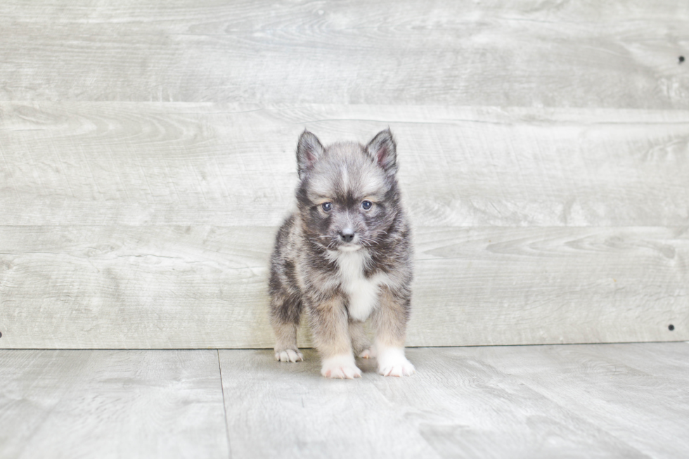 Pomsky Pup Being Cute