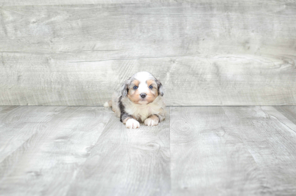 Friendly Mini Aussiedoodle Baby