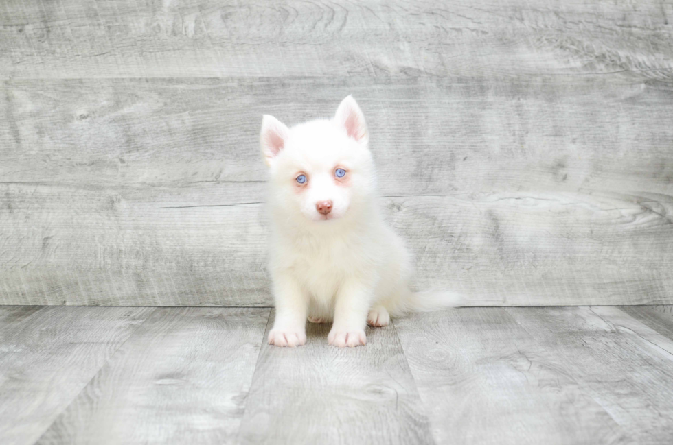 Pomsky Puppy for Adoption