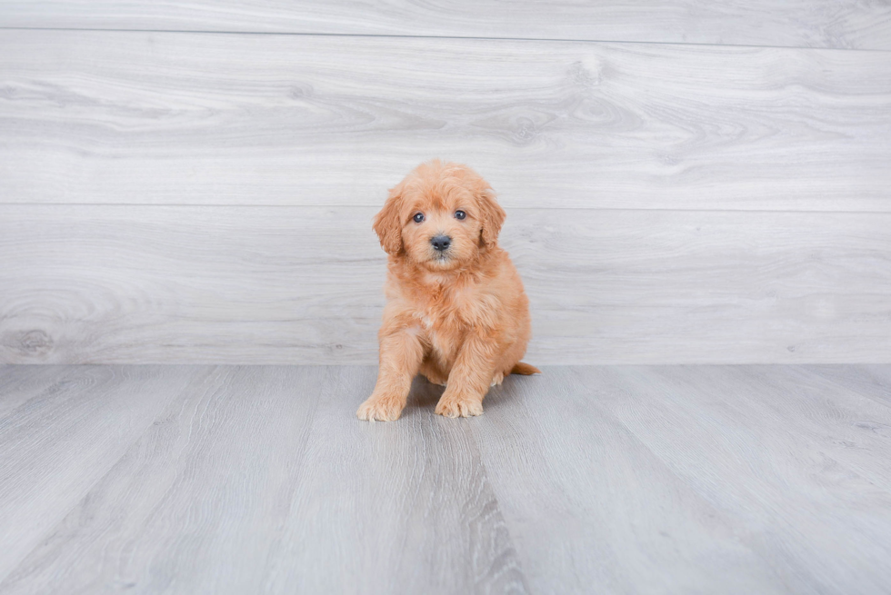 Smart Mini Goldendoodle Poodle Mix Pup