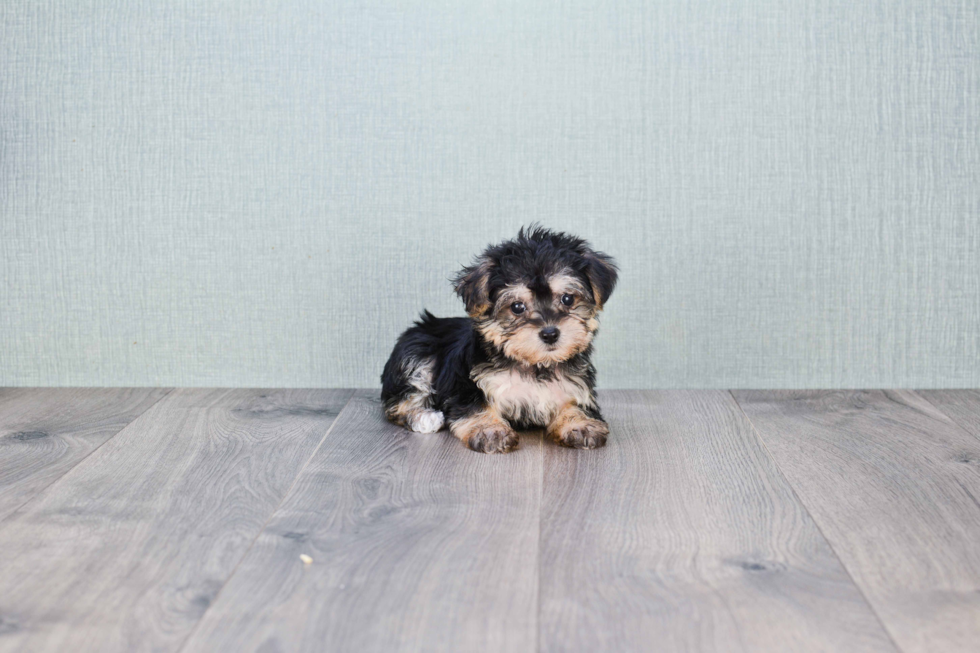 Little Yorkie Designer Puppy