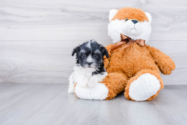 Cute Maltipoo Baby