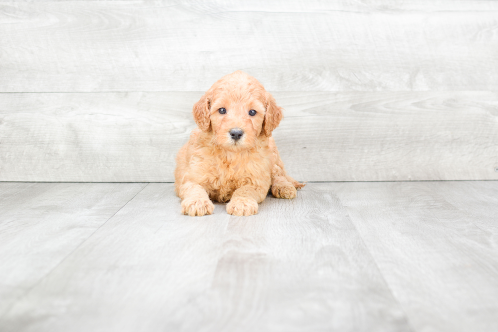 Best Mini Goldendoodle Baby