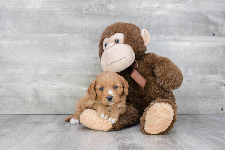 Friendly Cavapoo Baby